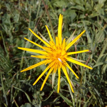 Photography titled "Sunshine Flower" by Kristian Serbak, Original Artwork, Digital Photography
