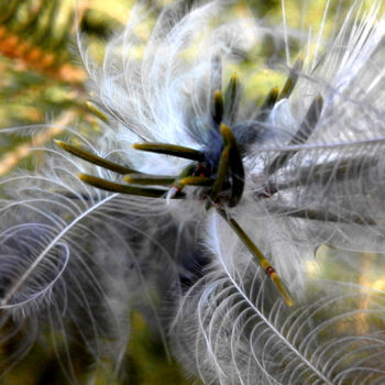 Fotografie getiteld "Blooming in net" door Kristian Serbak, Origineel Kunstwerk, Digitale fotografie
