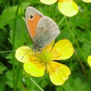 Fotografie mit dem Titel "Button Butterfly" von Kristian Serbak, Original-Kunstwerk, Digitale Fotografie
