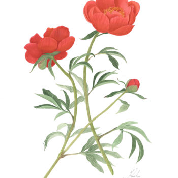 Painting titled "Red Peony" by Kristine Rapohina, Original Artwork, Watercolor