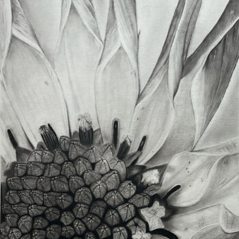 Dessin intitulée "Sonnenblume" par Krisztina Varga, Œuvre d'art originale, Graphite