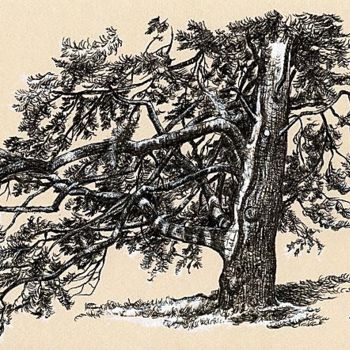 Drawing titled "vieil arbre" by Kromka, Original Artwork