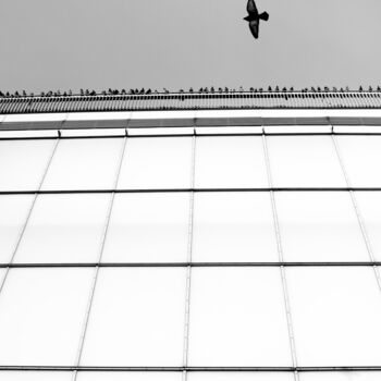 Fotografia zatytułowany „Bird 1” autorstwa Krzysztof Jagodziński, Oryginalna praca, Fotografia cyfrowa