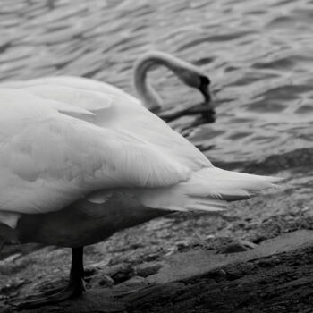 Fotografia intitulada "Swan" por Krzysztof Jagodziński, Obras de arte originais, Fotografia digital