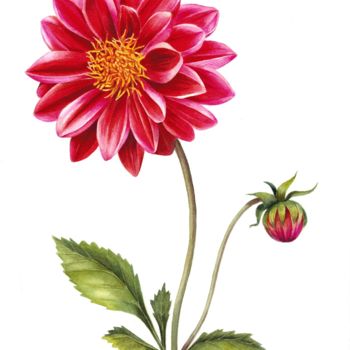 "Red dahlia flower i…" başlıklı Tablo Kseniia Tikhomirova tarafından, Orijinal sanat, Suluboya