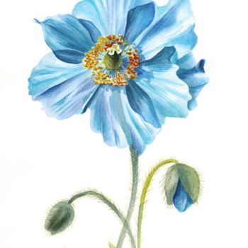 Pintura titulada "Himalayan blue popp…" por Kseniia Tikhomirova, Obra de arte original, Acuarela