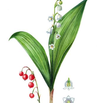 Malerei mit dem Titel "Lily of the valley…" von Kseniia Tikhomirova, Original-Kunstwerk, Aquarell