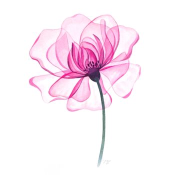 绘画 标题为“Transparent flower” 由Kseniia Tikhomirova, 原创艺术品, 水彩
