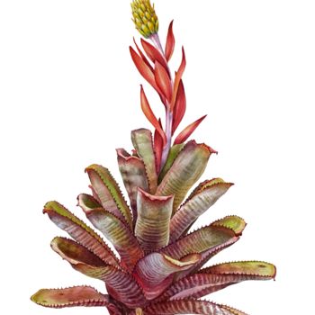 Painting titled "Aechmea nudicaulis…" by Kseniia Tikhomirova, Original Artwork, Watercolor