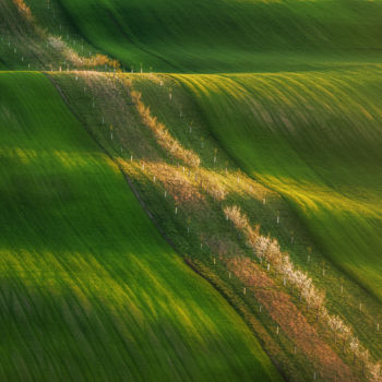 Photography titled "Moravian green wawes" by Martin Kucera, Original Artwork, Digital Photography