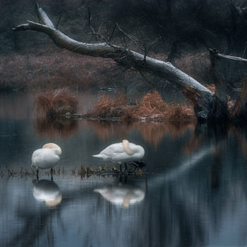 Fotografía titulada "Sleeping swans" por Martin Kucera, Obra de arte original, Fotografía analógica