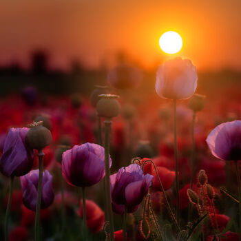 摄影 标题为“Flowering poppy” 由Martin Kucera, 原创艺术品, 数码摄影