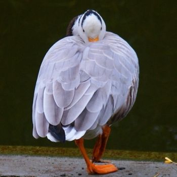 Fotografie getiteld "Parc Montsouris" door Sergey Kuimov, Origineel Kunstwerk