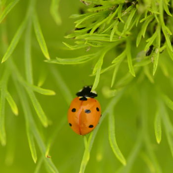 Photographie intitulée "ladybug" par Batuhan Kurt, Œuvre d'art originale, Photographie numérique