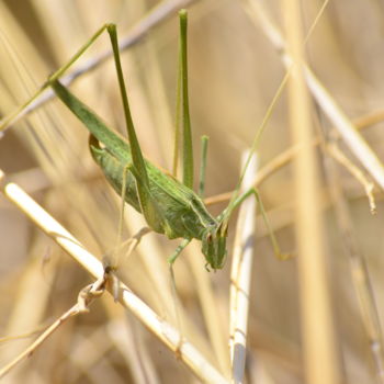 Photography titled "grasshopper in the…" by Batuhan Kurt, Original Artwork, Digital Photography