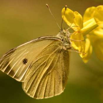 Fotografie mit dem Titel "butterfly's face wi…" von Batuhan Kurt, Original-Kunstwerk, Digitale Fotografie