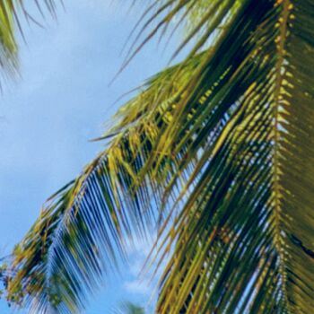 Fotografie mit dem Titel "Palms" von L.Kissner, Original-Kunstwerk, Digitale Fotografie