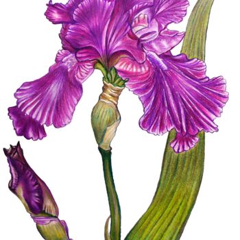 Drawing titled "Iris - the most mys…" by Larisa Berzina, Original Artwork, Pencil