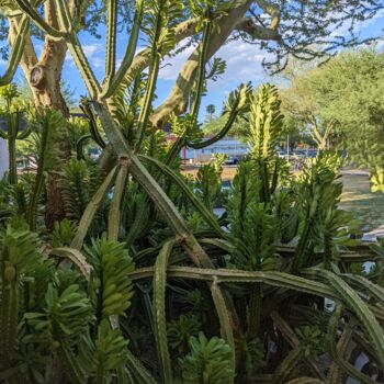 Photographie intitulée "Cactus overload" par Latifahafital, Œuvre d'art originale, Photographie numérique