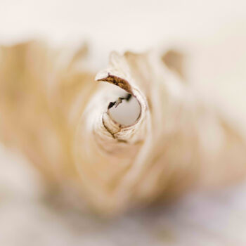 摄影 标题为“Fall leaf” 由Laura Diara, 原创艺术品, 数码摄影