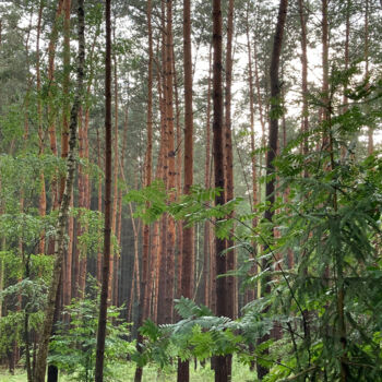 Photographie intitulée "Woodland" par Laura Marie Klein, Œuvre d'art originale, Photographie numérique