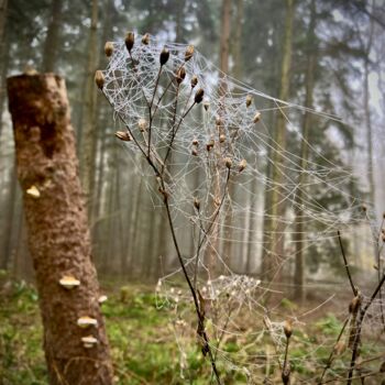 Photographie intitulée "Cobwebby" par Laura Marie Klein, Œuvre d'art originale, Photographie numérique