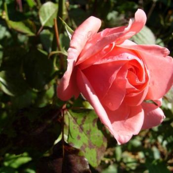 Photographie intitulée "Rose d'automne" par Laure, Œuvre d'art originale