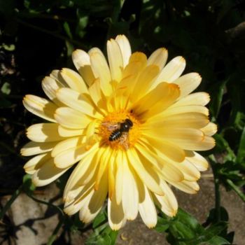 Fotografia zatytułowany „abeille” autorstwa Laure, Oryginalna praca