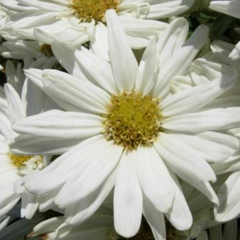 Fotografia intitulada "bouquet blanc" por Laure, Obras de arte originais