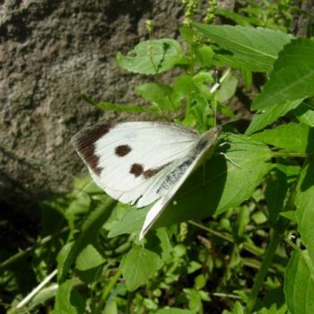 摄影 标题为“papillon blanc” 由Laure, 原创艺术品