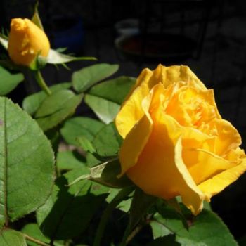 摄影 标题为“rose jaune” 由Laure, 原创艺术品