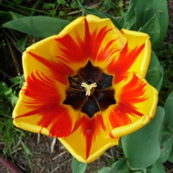 Φωτογραφία με τίτλο "tulipe flamboyante" από Laure, Αυθεντικά έργα τέχνης