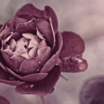 Фотография под названием "Rose 1" - Laurence Masson, Подлинное произведение искусства, Цифровая фотография