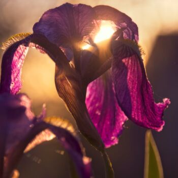 "Iris" başlıklı Fotoğraf Laurence Masson tarafından, Orijinal sanat, Dijital Fotoğrafçılık