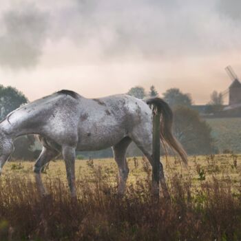 "cheval" başlıklı Fotoğraf Laurence Masson tarafından, Orijinal sanat, Dijital Fotoğrafçılık