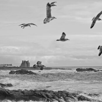 Photographie intitulée "Goélands 3" par Laurence Masson, Œuvre d'art originale, Photographie numérique