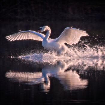 Photography titled "Cygne" by Laurence Masson, Original Artwork, Digital Photography