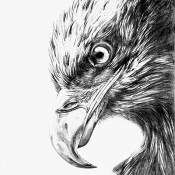 Dessin intitulée "Aigle" par Laurence Keriguy, Œuvre d'art originale, Crayon