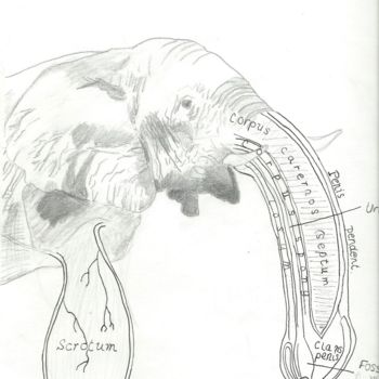Drawing titled "Hybrid elephant" by Laurie Buchs, Original Artwork