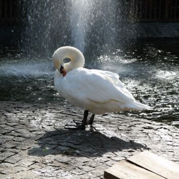 Фотография под названием "Swan" - Lavinia, Подлинное произведение искусства, Манипулированная фотография