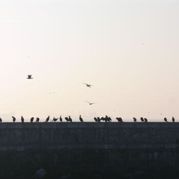 Photography titled "Birds" by Lavinia, Original Artwork, Non Manipulated Photography