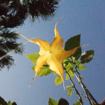 Photography titled "Yellow Flower" by Lavinia, Original Artwork, Non Manipulated Photography