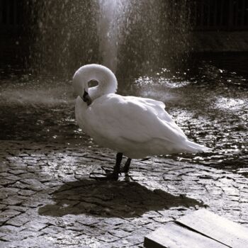 "Swan 2" başlıklı Fotoğraf Lavinia tarafından, Orijinal sanat, Dijital Fotoğrafçılık