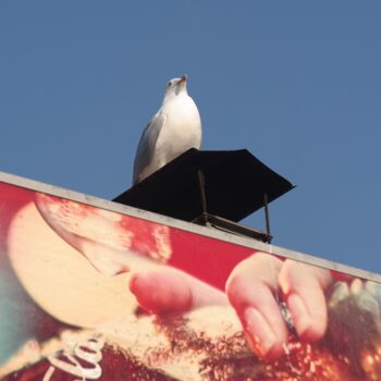"Seagull 2" başlıklı Fotoğraf Lavinia tarafından, Orijinal sanat, Analog Fotoğrafçılık
