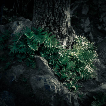 Фотография под названием "Sombre végétation :…" - Leazzz, Подлинное произведение искусства, Цифровая фотография