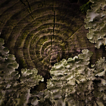 Photographie intitulée "L'arbre revit toujo…" par Leazzz, Œuvre d'art originale, Photographie numérique