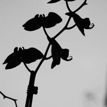 Photography titled "Orchidée aérienne" by L'Écla, Original Artwork