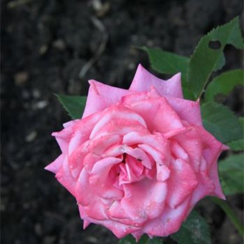 Photographie intitulée "rose" par L'Écla, Œuvre d'art originale