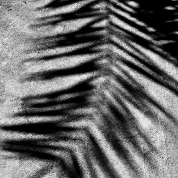 Photographie intitulée "Feuiile de palmier" par Maryse Ledoux, Œuvre d'art originale, Photographie numérique