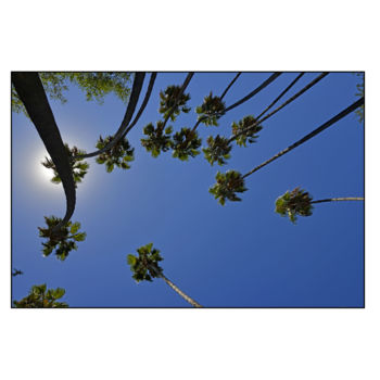 Fotografia intitolato "palmiers" da Maryse Ledoux, Opera d'arte originale, Fotografia digitale